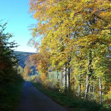 Lovely In Near Forest *